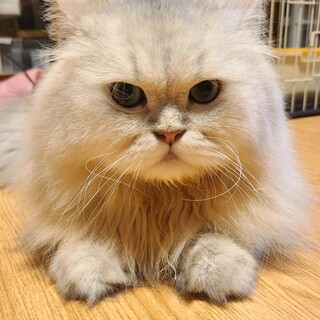 【12/27東日本橋】長毛ふわふわ♡シナモンくん