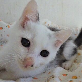 目が少し不自由な雪ちゃん、きいちゃんと一緒に