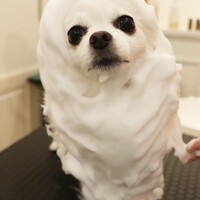 リノ