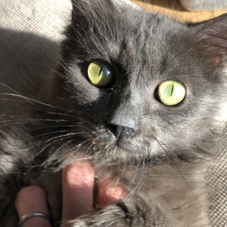 大人しい美人シルバー長毛　推定2歳