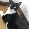 穏やかほのぼの紳士スモくん♡ゴロゴロ甘えん坊さん
