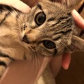 壱岐生まれのキジトラちゃんです