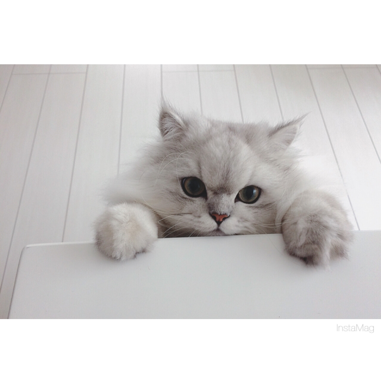 うさ
