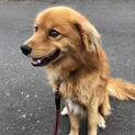 雑種　6才　オス　