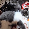 新春お見合い会参加グレーはちわれ子猫♂オレオ