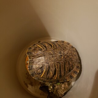 ミシシッピアカミミガメ里親募集です