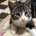 ヤンチャで甘えん坊の男の子　リキくん　　一旦停止