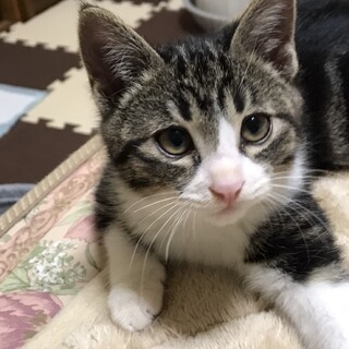 ヤンチャで甘えん坊の男の子　リキくん　　一旦停止