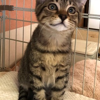 好奇心旺盛で甘えんぼ　きょうじゅろう君