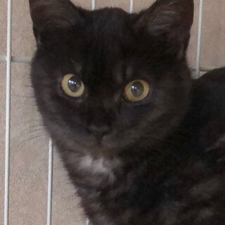 穏やかで優しい　かぎしっぽの　ぎゆう君