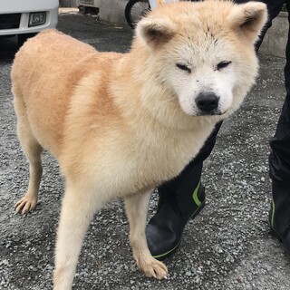 秋田犬　女の子　6歳