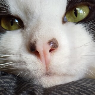 猫の専門家のお墨付き！