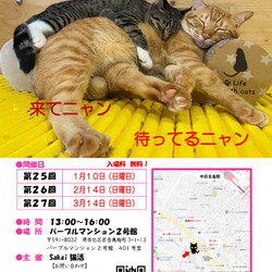 Sakai♥猫活　譲渡会