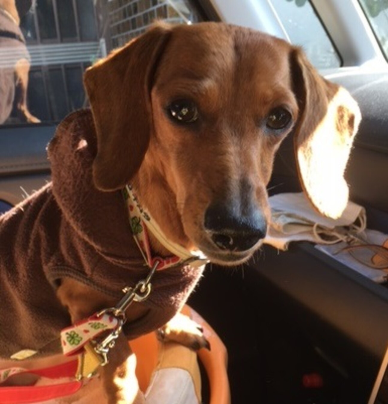 ペットのおうち 犬 福岡