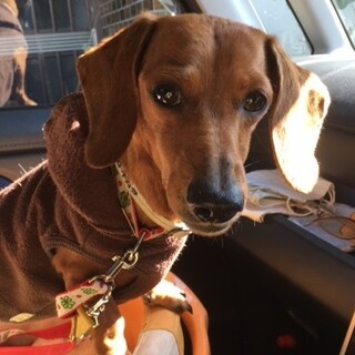 とっても長い　モナちゃん