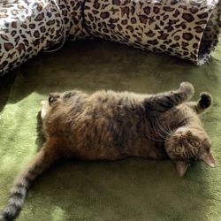 「体重測定　キト負傷」サムネイル2