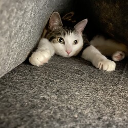 「体重測定　キト負傷」サムネイル3