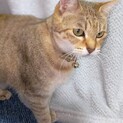 イッシーちゃん(仮) 〜ゴロゴロちゃん〜