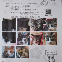 1/3市川市地域猫活動団体ウイング譲渡会