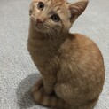 やんちゃな甘えん坊、茶トラの子（募集一時中断します