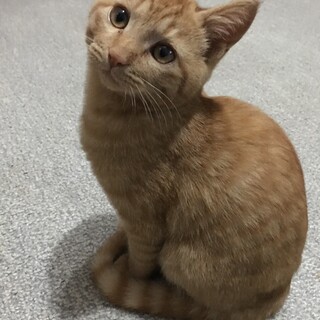 やんちゃな甘えん坊、茶トラの子（募集一時中断します