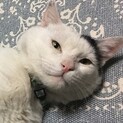 急募！　人が大好きタマオくん。7歳くらい