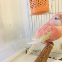 里親募集　アキクサインコ　ルビノー♀