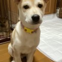 マフィンくんのずっとのおうちを探しています