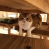 の写真