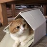 の写真