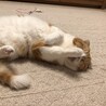 の写真