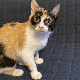 柄の特徴的な三毛のサテちゃん4か月