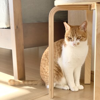 行動が爆笑　甘えん坊茶白「フクくん」１才