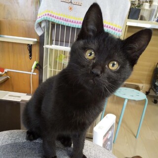 人の腕でフミフミ。人馴れ抜群‼️黒こねこ♂