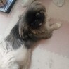 ペキニーズ1歳♂ サムネイル5