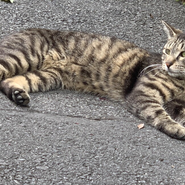きしだんでぃのカバー写真