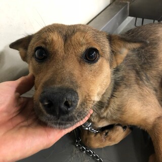 華奢で美人の歌子ちゃん→ボランティア譲渡決定！