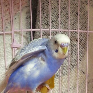 オスのセキセイインコです。