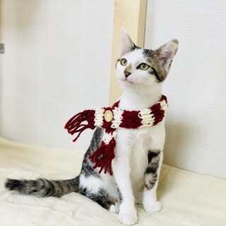 爽やか系こねこ君。【住吉区】