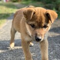 先住犬のいるおうち希望茶々丸です