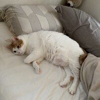 レオ