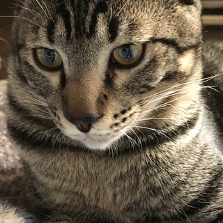 甘えん坊でのんびりや大きな子猫ちゃん！