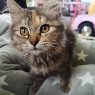 スナネコみたいなオシャレな女の子