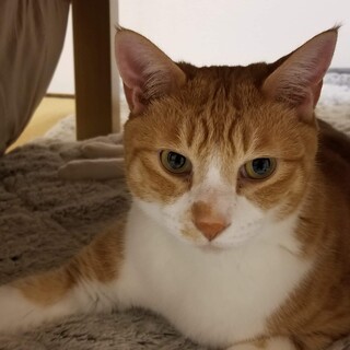もっくん、里親さま決定！ありがとうございました♡