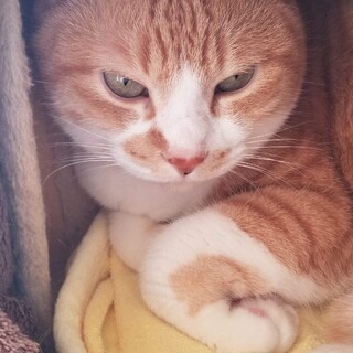 ラン、里親さま決定！ありがとうございました♡