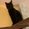 お母さんとずっと一緒の黒猫『クー』