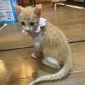 臍の緒が付いたまま産み落とされた仔猫