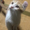【1/20家族決定】ヤンチャ忍者★兵庫県おにまる君