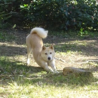 たいく君とお散歩に行きましょう～。