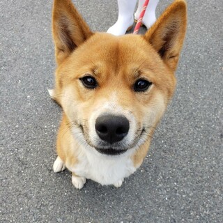 人が大好き 甘えん坊のグンちゃん